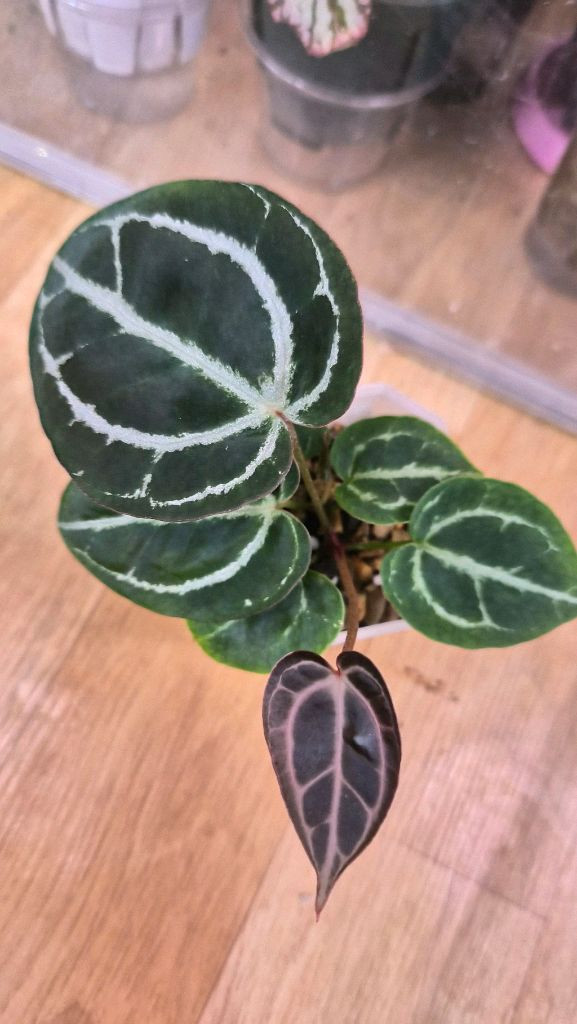 안스리움 레드크리스탈리넘--3