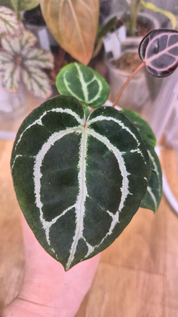 안스리움 레드크리스탈리넘--4