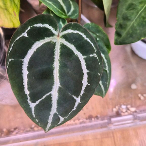 안스리움 레드크리스탈리넘