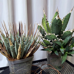 아가베 우타헨시스, 아가베 티타노타 일괄