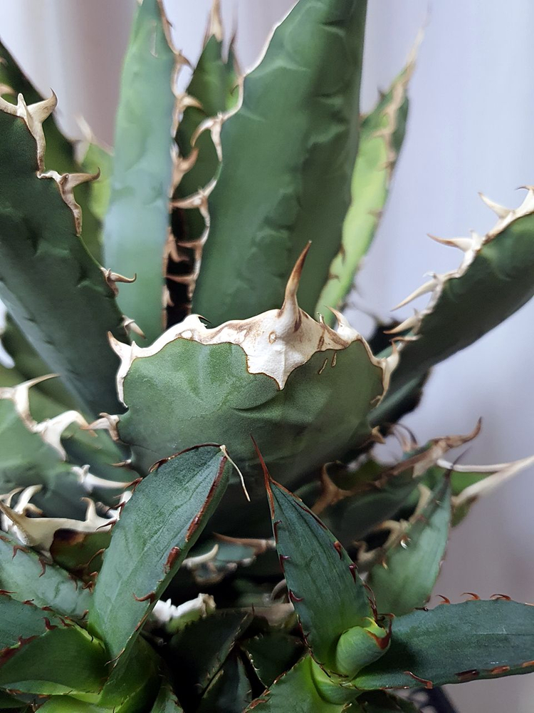 아가베 우타헨시스, 아가베 티타노타 일괄--2