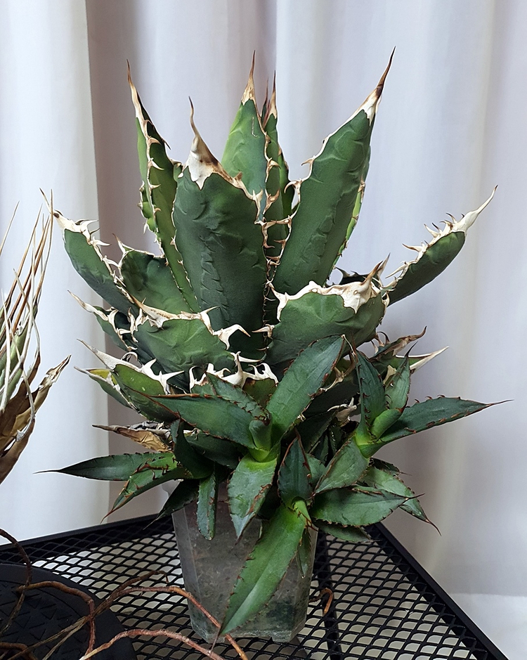 아가베 우타헨시스, 아가베 티타노타 일괄--1