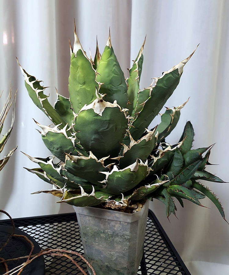 아가베 우타헨시스, 아가베 티타노타 일괄--3