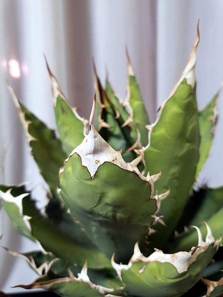 아가베 우타헨시스, 아가베 티타노타 일괄--4