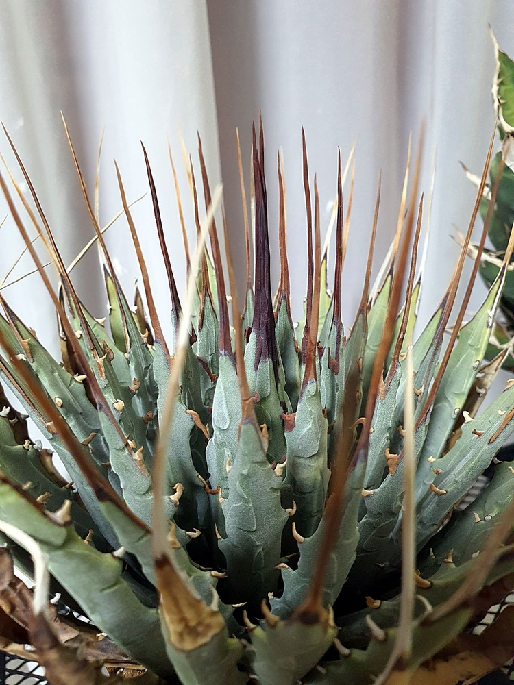 아가베 우타헨시스, 아가베 티타노타 일괄--7