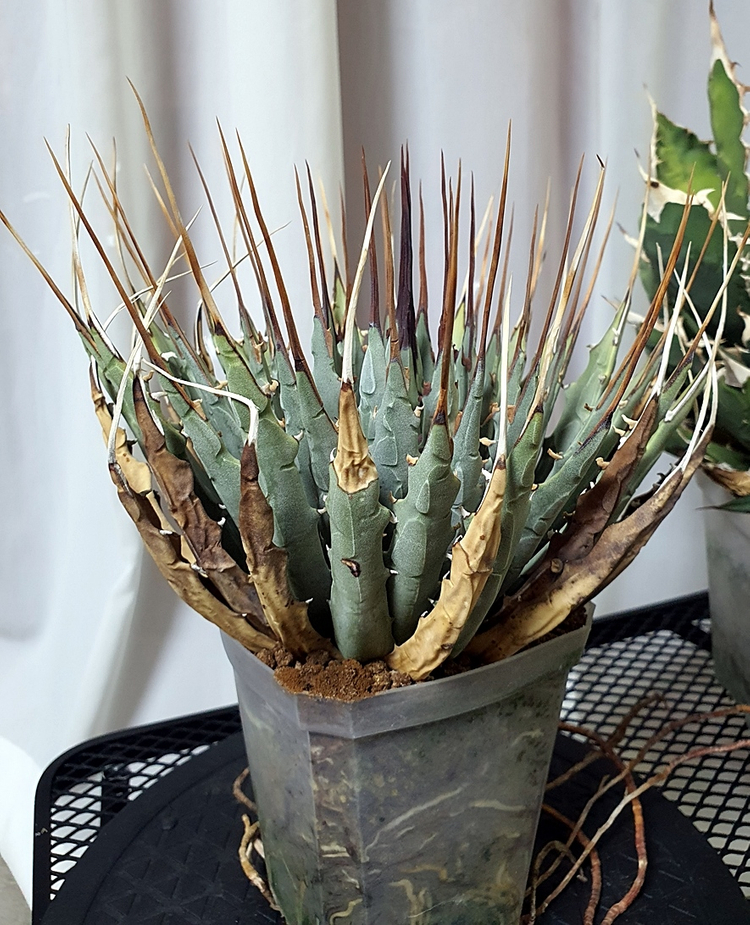 아가베 우타헨시스, 아가베 티타노타 일괄--6