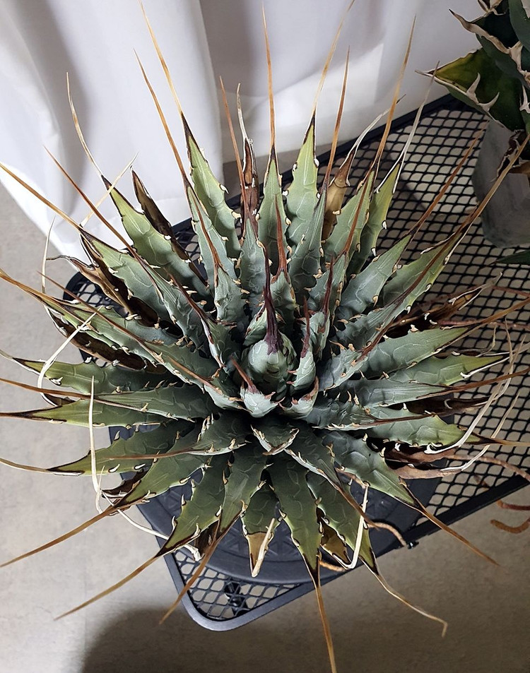 아가베 우타헨시스, 아가베 티타노타 일괄--8