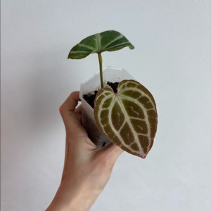 안스리움 미나하사