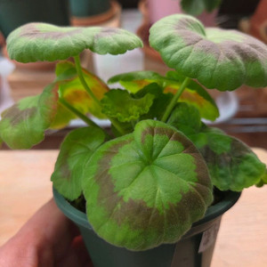 제라늄 ess황홀한행복