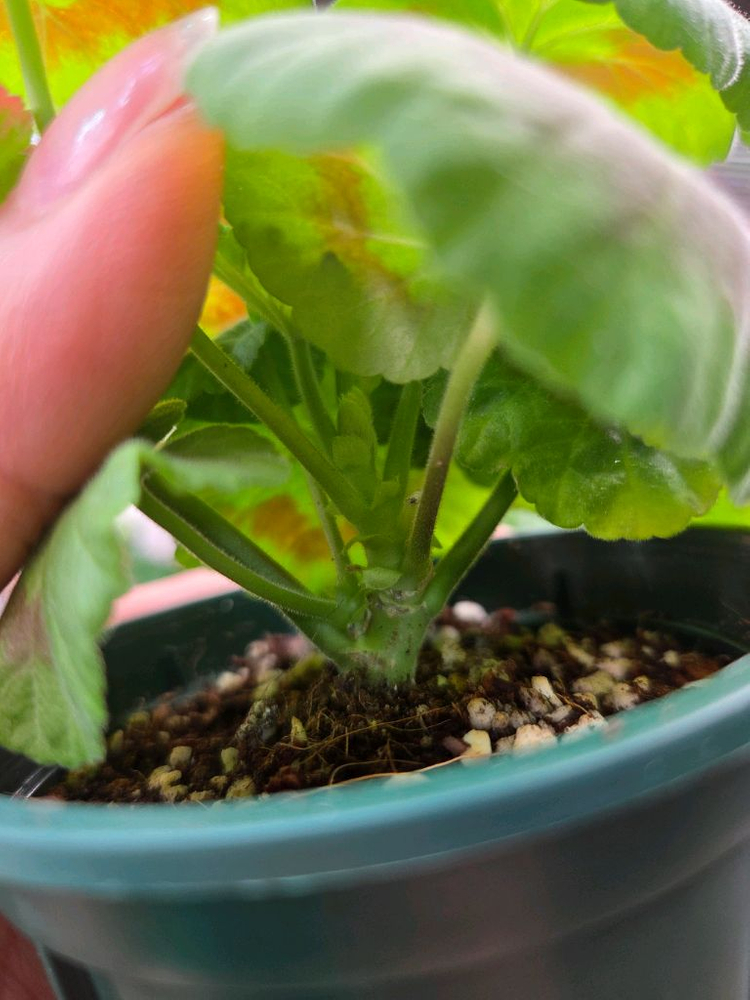 제라늄 ess황홀한행복--1