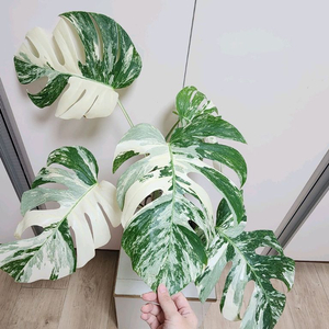 특대품 몬스테라 알보