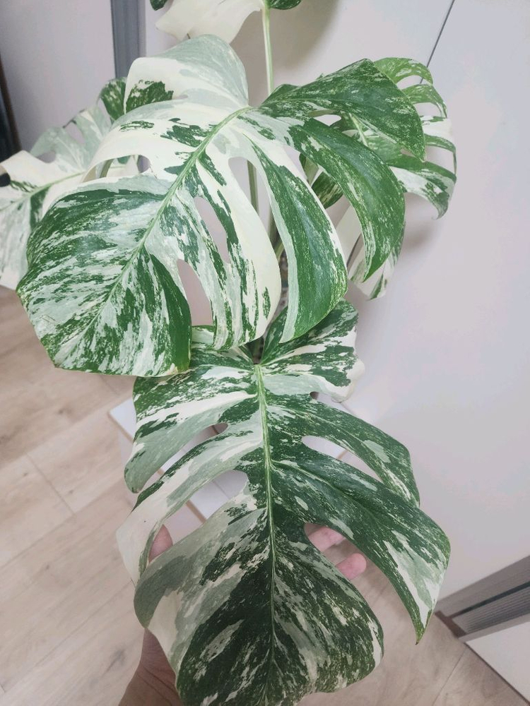 특대품 몬스테라 알보--1