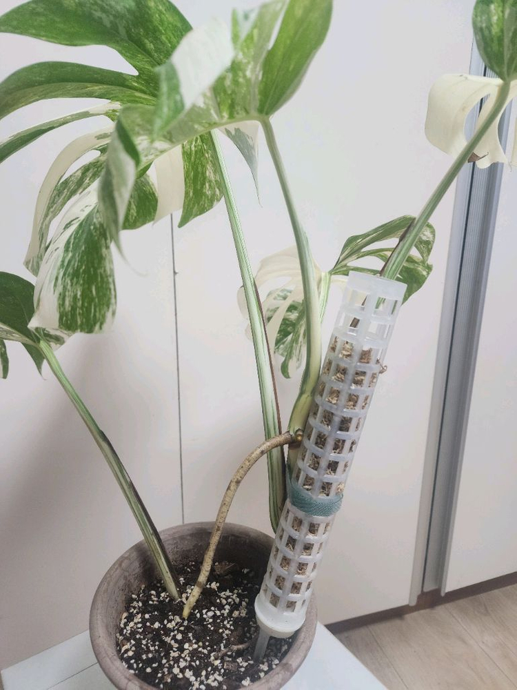 특대품 몬스테라 알보--4