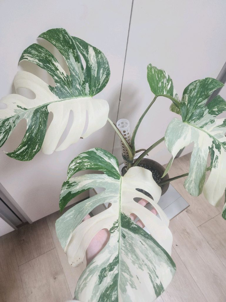 특대품 몬스테라 알보--5