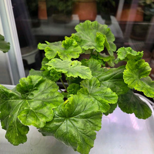 제라늄 uv 바빌론