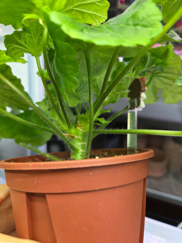 제라늄 uv 바빌론--1