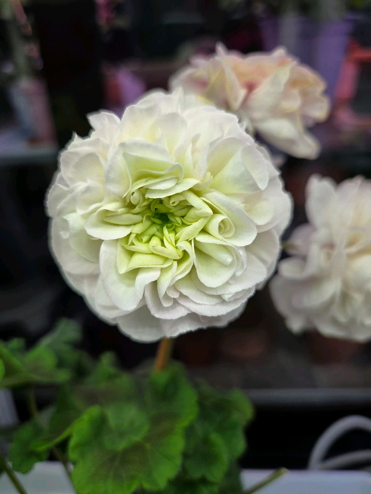 제라늄 uv 바빌론--2