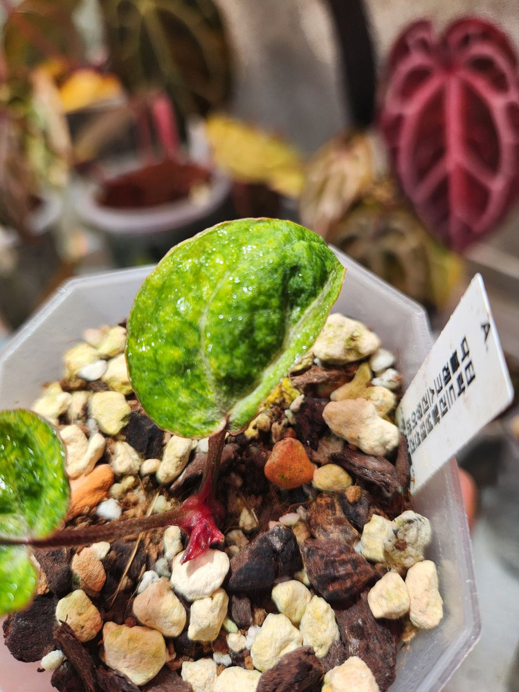 안스리움 레크 바리에가타 뮤테이션 "투버튼"--2