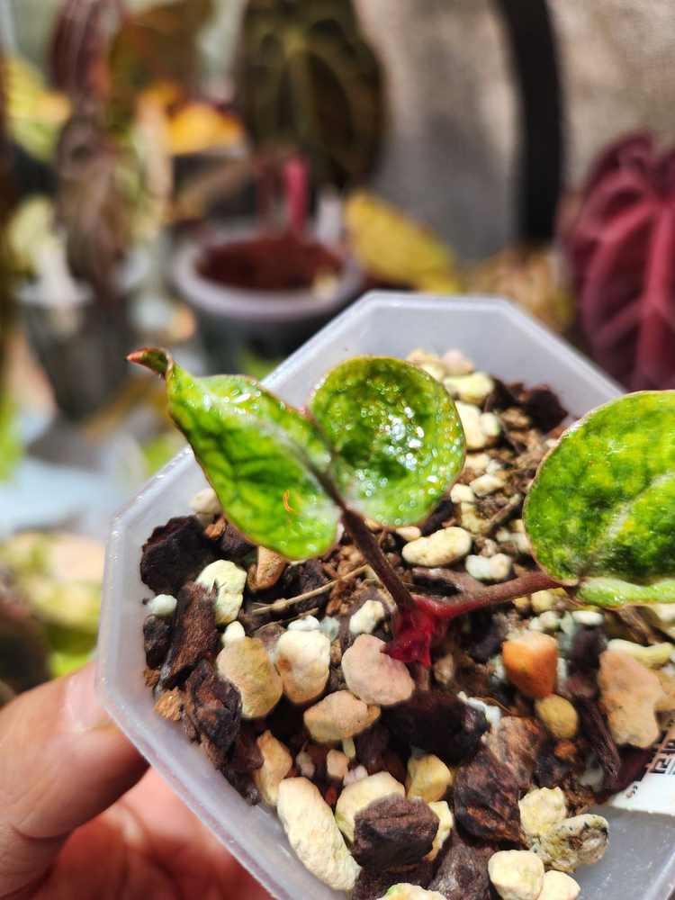 안스리움 레크 바리에가타 뮤테이션 "투버튼"--1