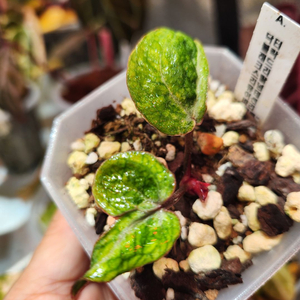 안스리움 레크 바리에가타 뮤테이션 "투버튼"