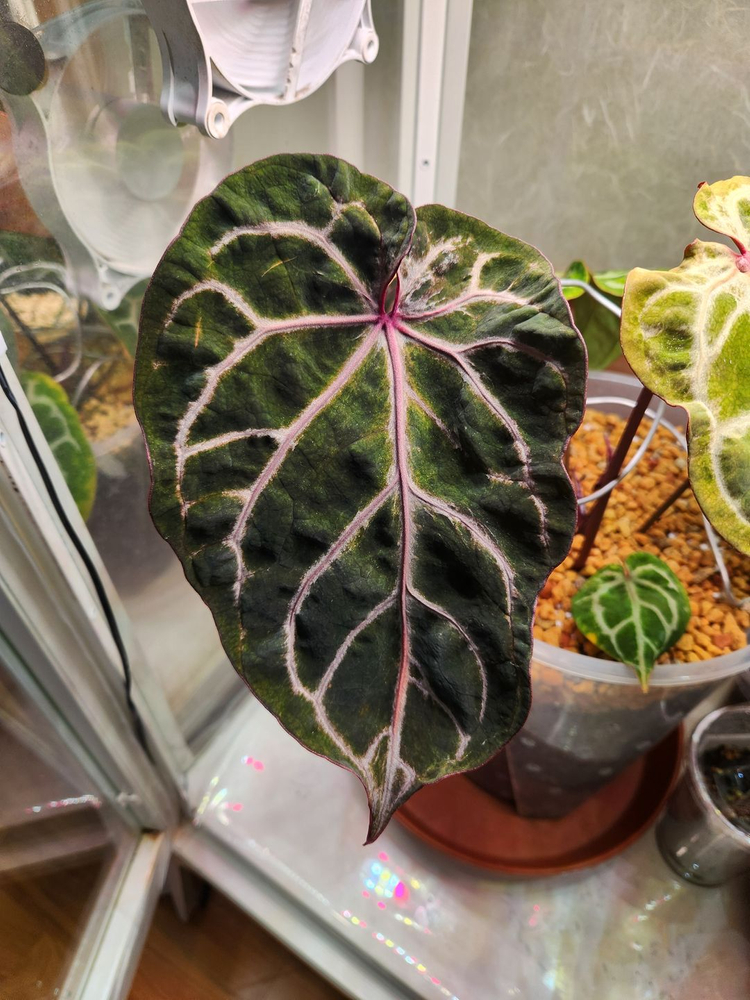 안스리움 레크 바리에가타 뮤테이션 "투버튼"--5