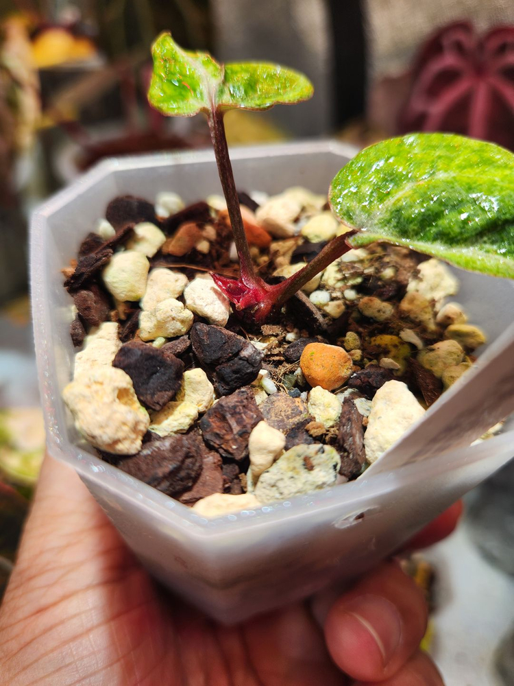 안스리움 레크 바리에가타 뮤테이션 "투버튼"--4