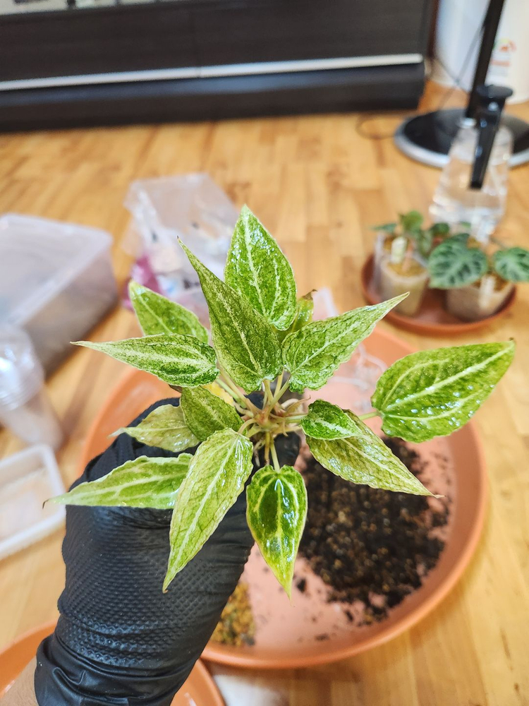 안스리움 포게티*리넘하브 바리에가타--2