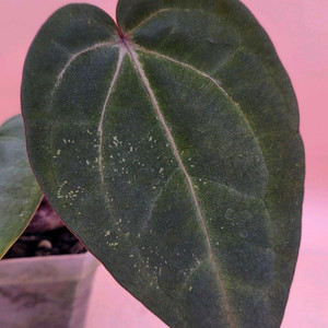 안스리움 nse레크 에오스 하이브리드