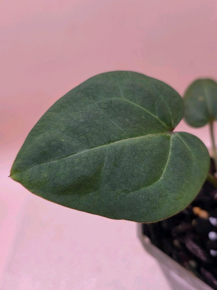 안스리움 nse레크 에오스 하이브리드--1