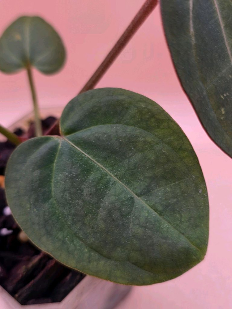 안스리움 nse레크 에오스 하이브리드--2