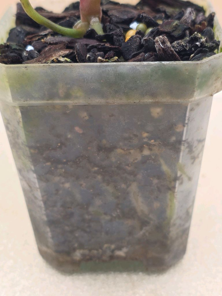 안스리움 nse레크 에오스 하이브리드--4