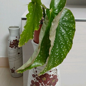 목베고니아 백설희