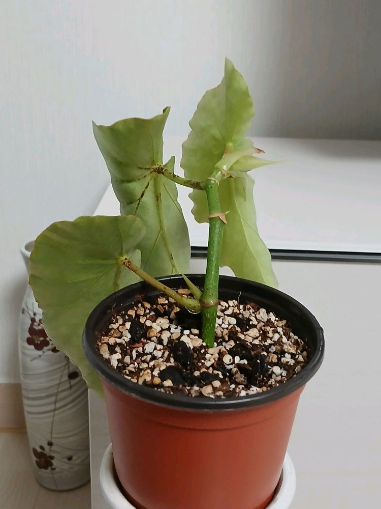 목베고니아 백설희--1