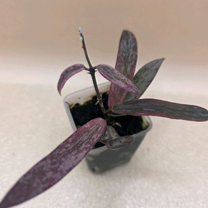 호야 시길라티스 알보