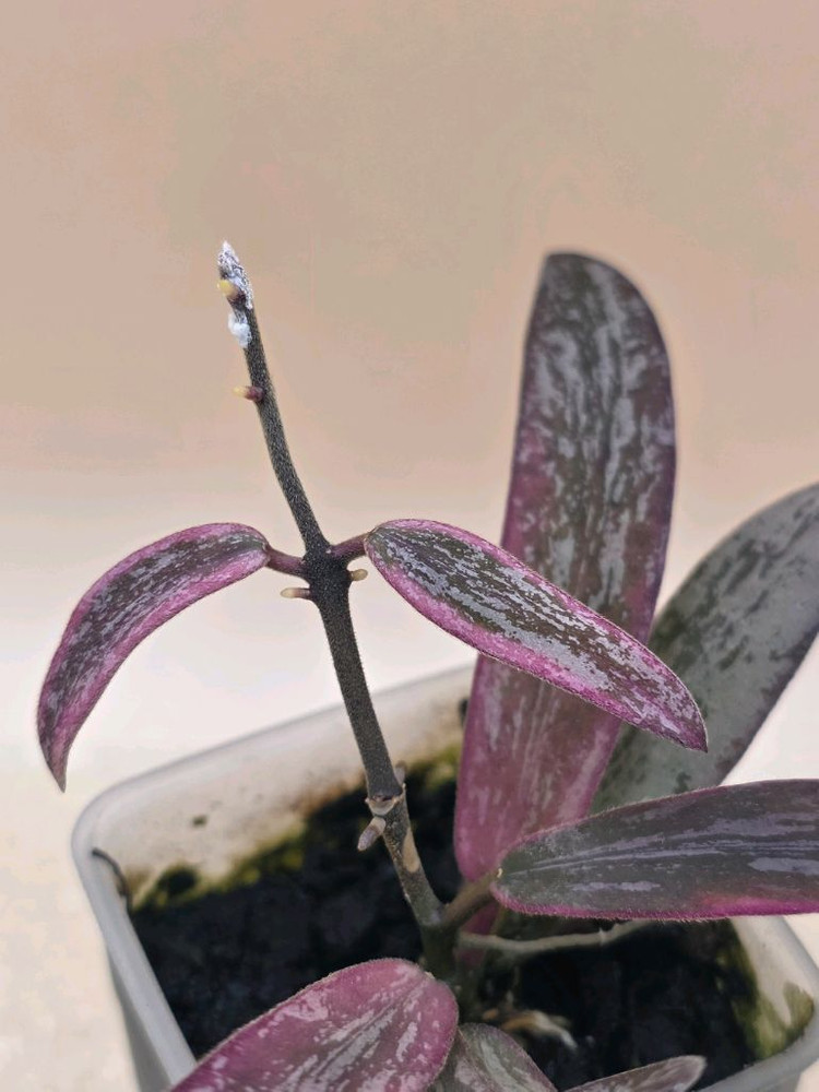 호야 시길라티스 알보--1