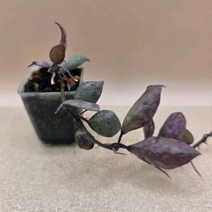 호야 라쿠노사 바이올렛