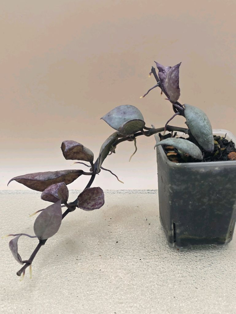 호야 라쿠노사 바이올렛--3