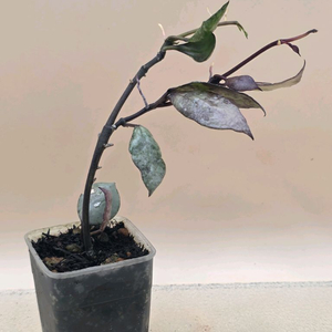 호야 라쿠노사 바이올렛