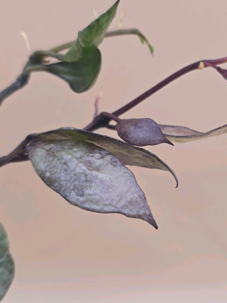 호야 라쿠노사 바이올렛--1