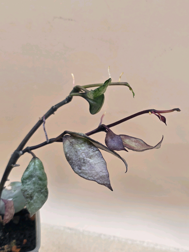 호야 라쿠노사 바이올렛--2