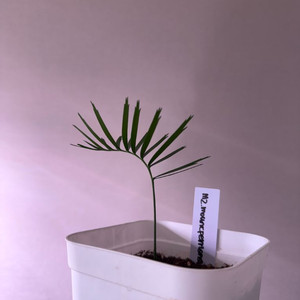 마크로자미아 마운트페리엔시스 소철