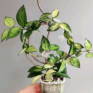 호야 라쿠노사 레드리프