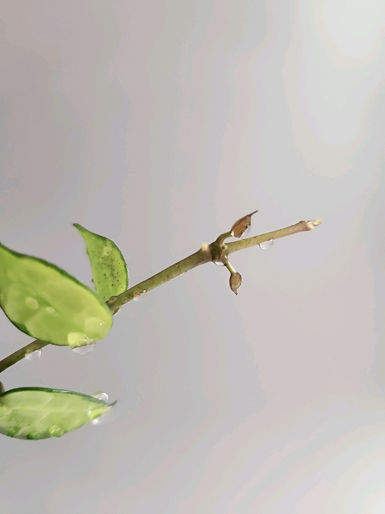 호야 라쿠노사 레드리프--1