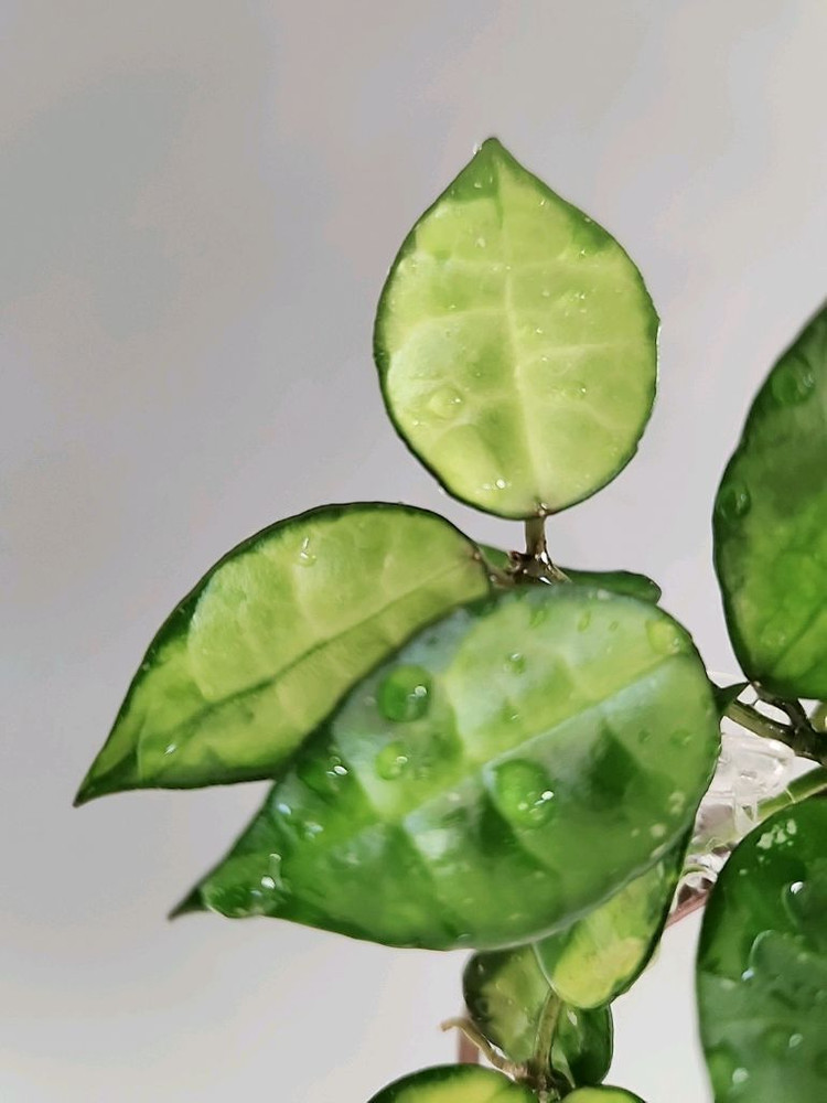 호야 라쿠노사 레드리프--2