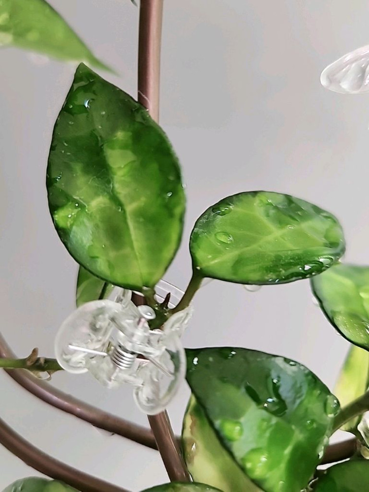 호야 라쿠노사 레드리프--3