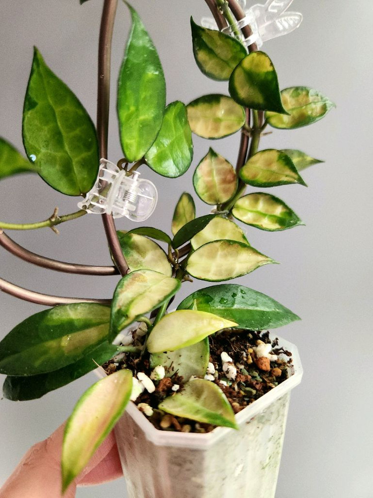 호야 라쿠노사 레드리프--4