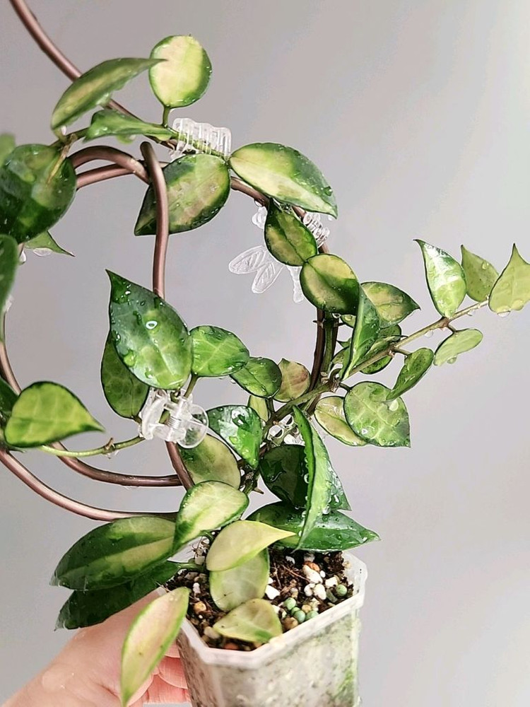 호야 라쿠노사 레드리프--5