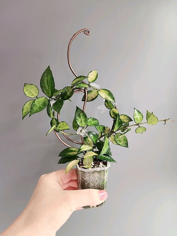 호야 라쿠노사 레드리프--6