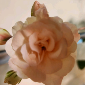 레오나갤럭시 제라늄