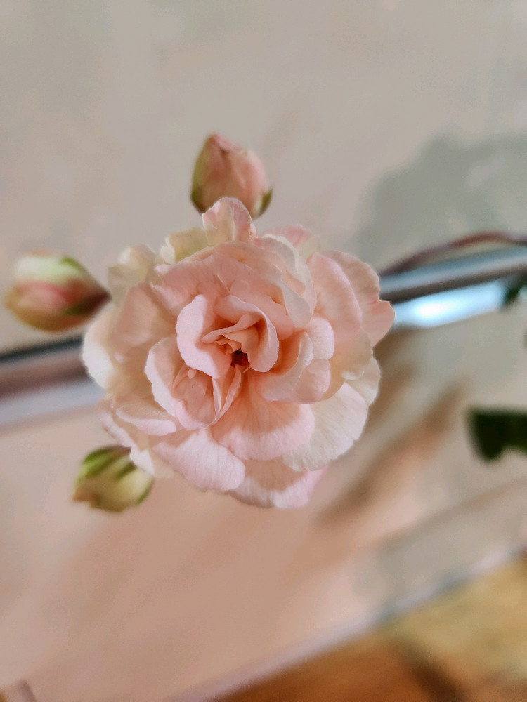 레오나갤럭시 제라늄--1